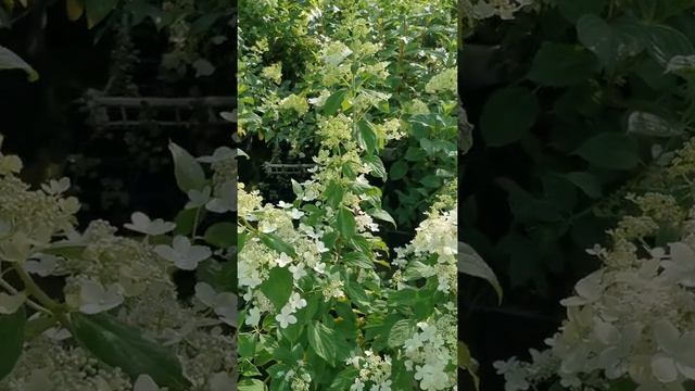 Гортензия Тардива, ЛПХ 