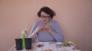 Что делать если на рассаде появилась тля. Как бороться с тлёй.