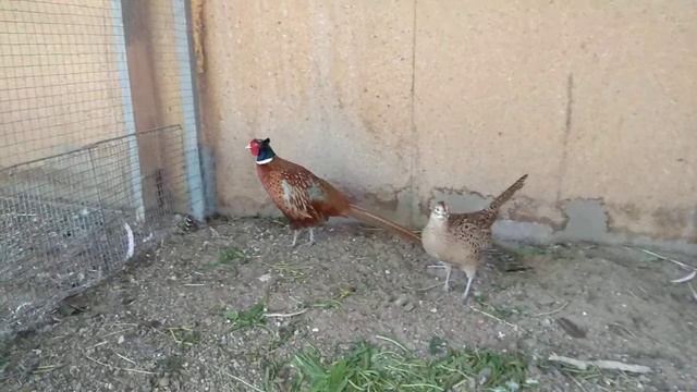 Курочки наседки для вывода Фазанят смотреть онлайн