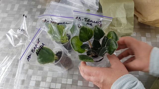 Мої новинки фіалок та стрептокарпусів|Після виставки фіалок з обновками смотреть онлайн