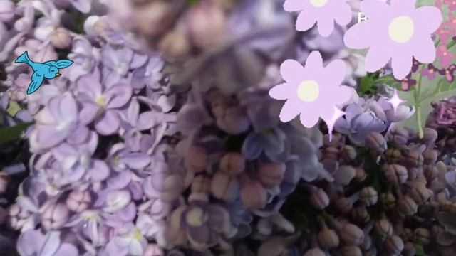 Сирень - дерево рая смотреть онлайн