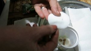 МОМОРДИКА-  1 .Как прорастить семена .         Momordica Referring to germinate seeds.