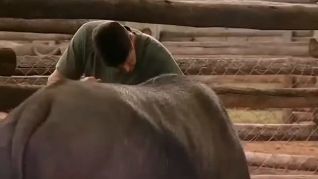 Хищники Против ЛЮДЕЙ.  Животные Людоеды.   Чудесные Спасения  NatGeoWILD