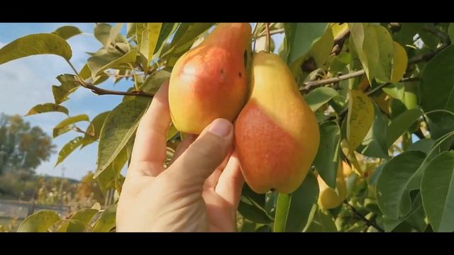 Груша- Талгарская красавица. Достоинства и недостатки. Личное мнение. смотреть онлайн