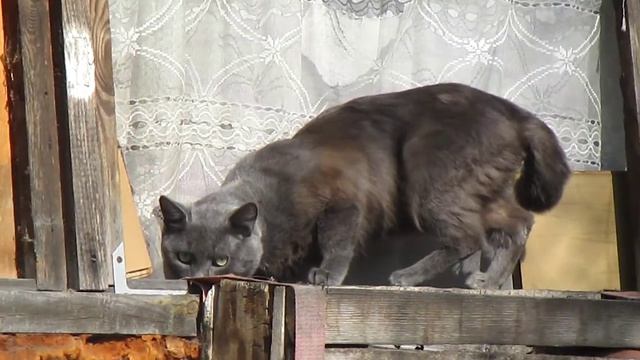 Серые коты. 3 Апреля #Gray #cats. April 3 #Серые #коты смотреть онлайн