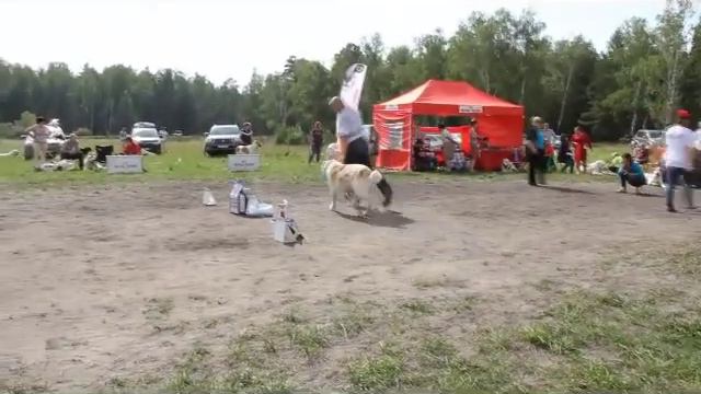 Чемпионов кобели МОНО САО Курган 23.08.2014 эксперт Овсянникова Юлия (Москва) смотреть онлайн