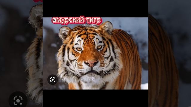 красная книга России смотреть онлайн