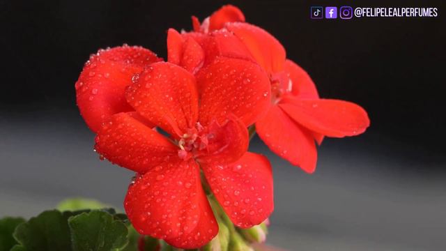 Guia de Perfumes Nacionais Para Verão 2024. Marcas Fora do Radar Para Calor Tórrido! смотреть онлайн