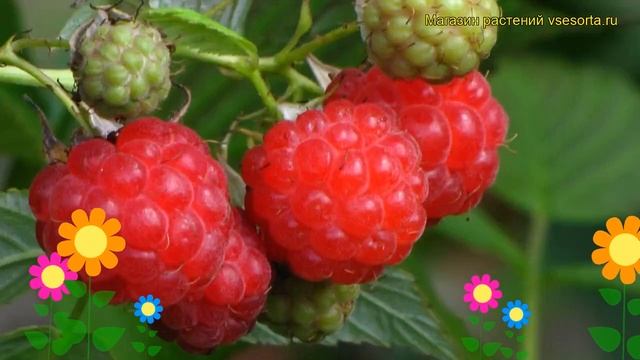 Малина обыкновенная Солнышко. Краткий обзор, описание характеристик, где купить саженцы Solnyshko смотреть онлайн