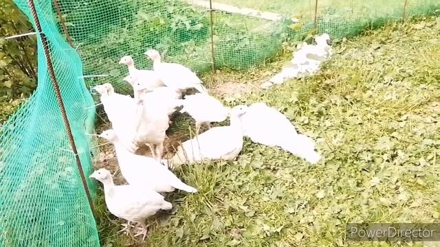 Сколько весит индюк Хайбрид конвектер, в 60 ней. смотреть онлайн