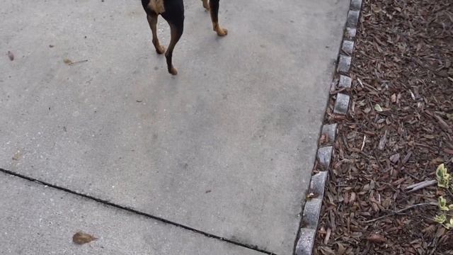 I've Never Seen Anything Like This! | 240sx Fender Rolling смотреть онлайн