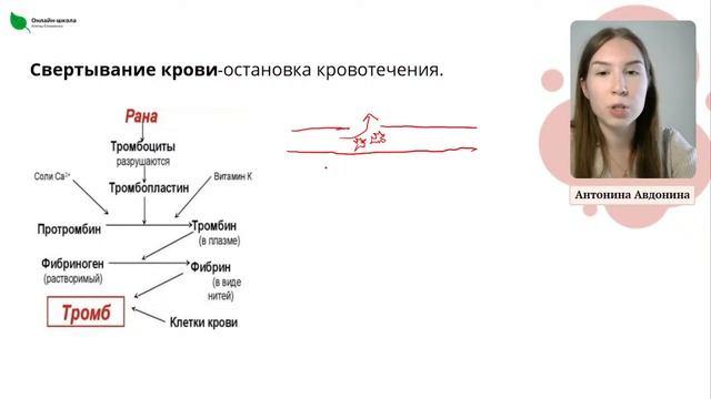 День 3. Кровь | ОГЭ смотреть онлайн
