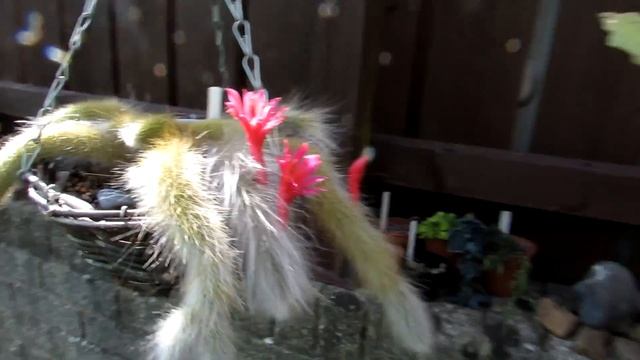 My Monkey's Tail Cactus Plants - Cleistocactus colademononis & C. winteri in beautiful flower смотреть онлайн