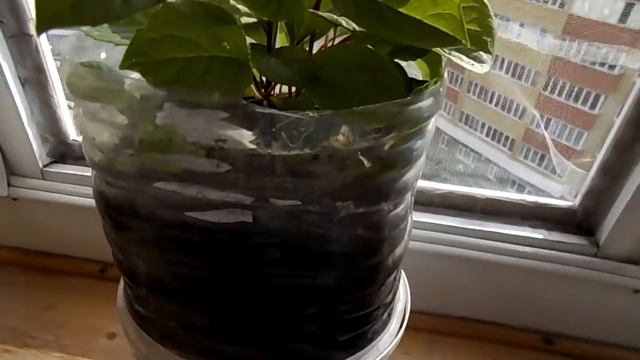 Лимонник китайский из семян спустя 3 года и другие саженцы для сайта авито. смотреть онлайн