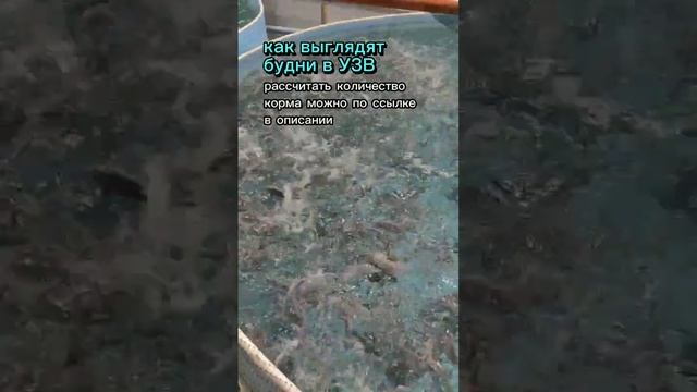 Как выглядят будни в УЗВ #рыба #узв смотреть онлайн