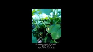 Огурец Надежда F1 семена почтой Луганск Донецк