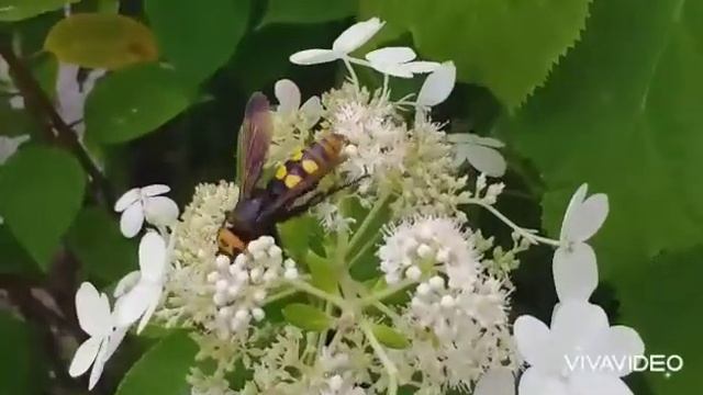 Из мира насекомых. Сколия-гигант, или сколия пятнистая ( Megascolia maculata. Scolia maculata) смотреть онлайн
