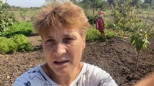 Ручной культиватор "Торнадика". Мой опыт использования.