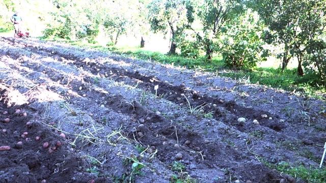 Уборка урожая картошки 2015 - Мотоблок Салют 100 смотреть онлайн