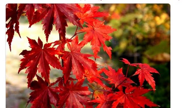 Семена клен ложнозибольдов продажа купить смотреть онлайн