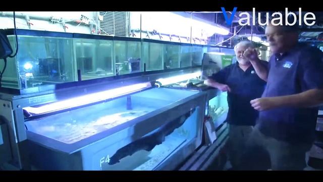 Top 5 Electric Eel Attacks On Human Caught On Camera смотреть онлайн