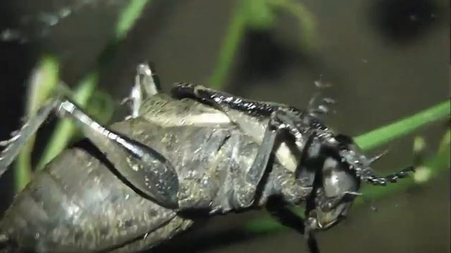 ИНСЕКТАРИЙ: 332. Севчук Сервиля (Onconotus servillei) смотреть онлайн