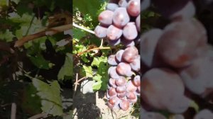 Виноград Заря Несветая в сравнении с Подарком Несветая.