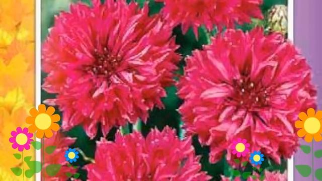 Василек Ред бол (Red ball). Краткий обзор: Василек Ред бол описание характеристик, где купить семен смотреть онлайн