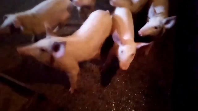 Кормление свиней сеном. Выпал снег!!! смотреть онлайн