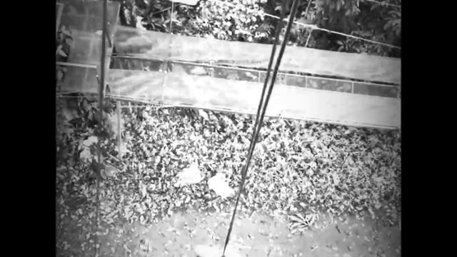 LP (Laura Pergolizzi) and Lauren Ruth Ward "Ants". смотреть онлайн