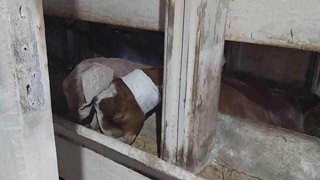 Салон красоты для коз / Выравниваем ушки нашей молодой козочке и подстригаем копыта смотреть онлайн