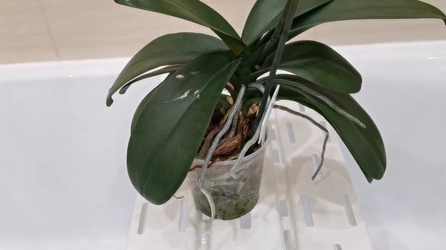 Самые тёмные орхидеи - Каода, Абба, Дебора. смотреть онлайн