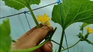 ВЫРАЩИВАНИЕ ДЫНИ В ТЕПЛИЦЕ!КАК ОПЫЛИТЬ ДЫНЮ В ТЕПЛИЦЕ!