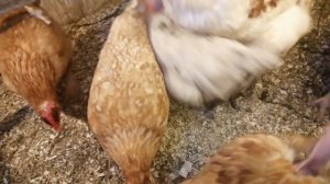 Яйценоскость голошеек и редбро.