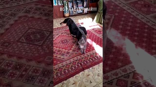 Собака Мотя и котик Серго