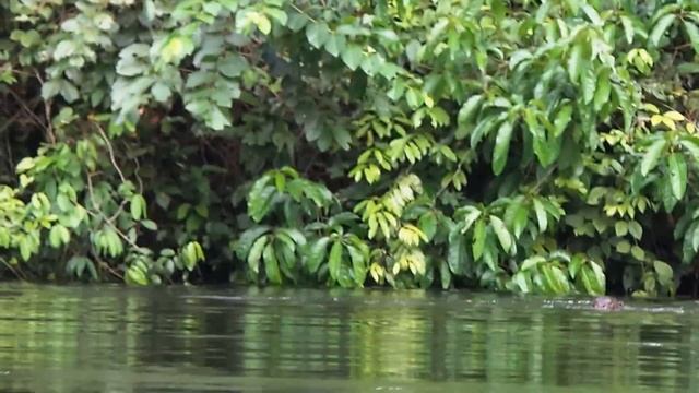 River Wolfs of Amazon river. Речные волки реки Амазонки. смотреть онлайн