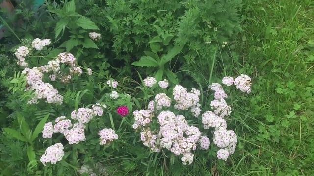 ГВОЗДИКА БЕЛАЯ/CLOVES WHITE смотреть онлайн