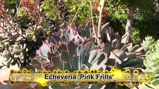 Tender Succulents: Part 1 смотреть онлайн