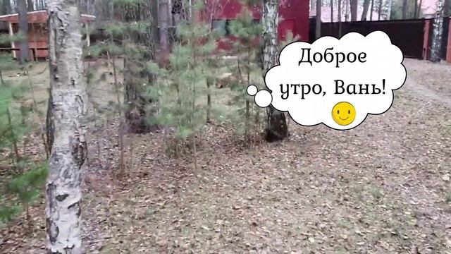 ЛИ СЯО. Алиса - Лиса. Безграничное терпение лисы, когда собак кормят первыми. смотреть онлайн