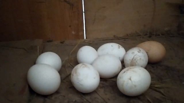 мой птичий двор цыплятки первый день из инкубатораveg смотреть онлайн