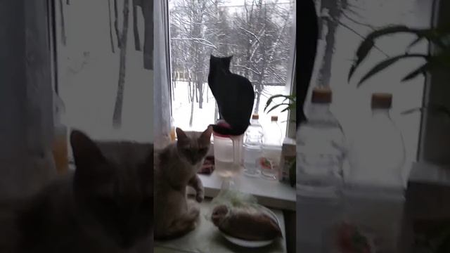 VID-20230202-WA0000(1).mp4 смотреть онлайн