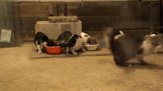 Кормление гаражных котят homless kittys eats смотреть онлайн