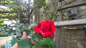 24 часа в деревне | Ярослава играет с домашними животными | Tiki Taki Cook