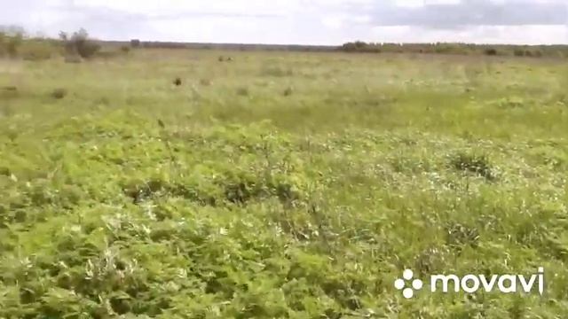 Металлокоп Выехали не на долго но результат порадовал ))) смотреть онлайн