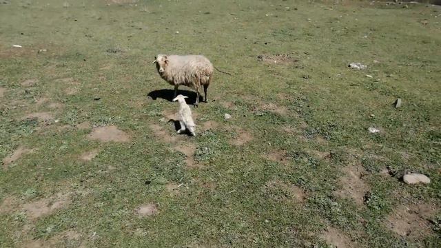 где то в Дагестане мы копали смотреть онлайн