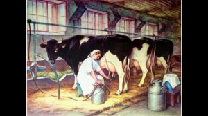 С какой стороны доить корову ?