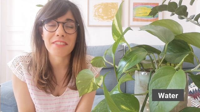 Golden Pothos Care | Epipremnum Aureum