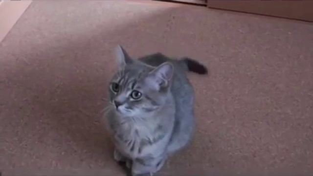 Кот которому нельзя отказать смотреть онлайн