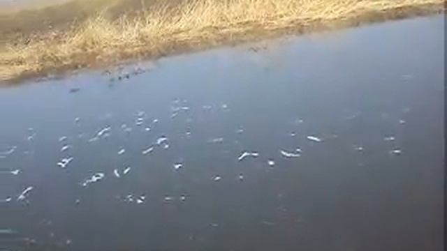 рыбалка весной в Донецке, обзор рыбных мест р. Волчья смотреть онлайн