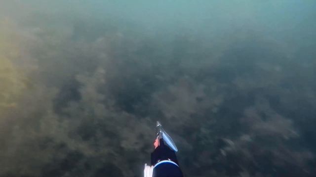 Подводная охота в Подмосковье. ЧИСТАЯ ВОДА 2021 ///Spearfishing in Russia смотреть онлайн
